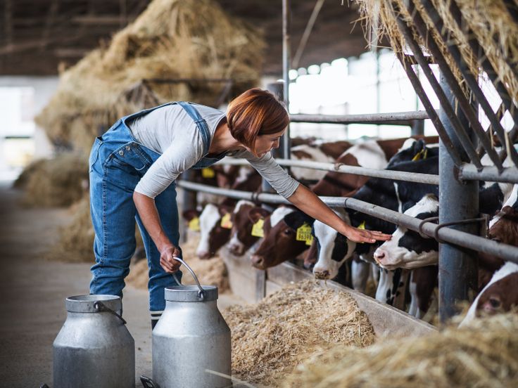 Dairy Farm Owner